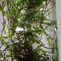 水草 エビモ3本