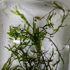 水草 エビモ3本の画像
