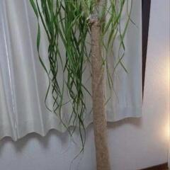  トックリラン？観葉植物 大型　鉢付き