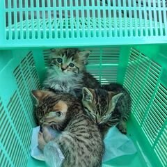 里親募集中