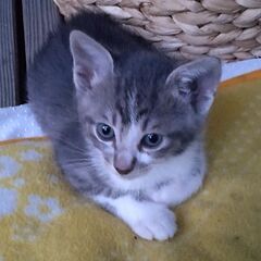 4月9日に産まれた🐱ハチワレの男の子