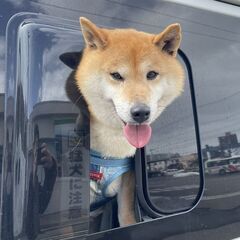 柴犬を迎え入れる前に・・・