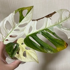 マドカズラ　ジャイアントスーパー　カット苗