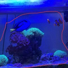 海水魚, サンゴ,ライブロックの画像