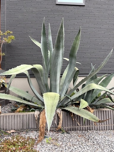 アガベ アメリカーナ 巨大