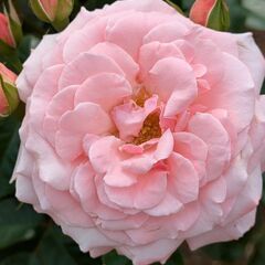 季節ごとの写真一緒に撮りませんか？
