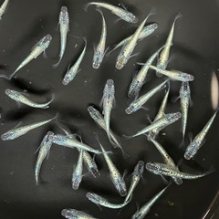 メダカ❗️ラピス背びれなし❗️10匹！
