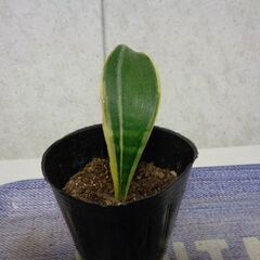 観葉植物　背が高くならない根つきサンスベリア約12ｃｍ