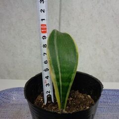 観葉植物　新芽あり　背が高くならないサンスベリア約12ｃｍの画像