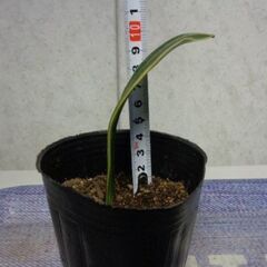 観葉植物　新芽あり　背が高くならないサンスベリア約12ｃｍの画像