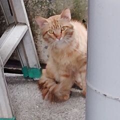 迷い猫