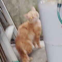 迷い猫 - うるま市