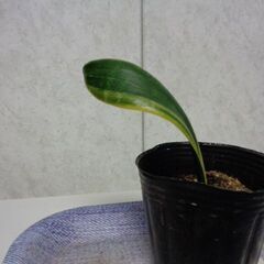 観葉植物　新芽あり　背が高くならいサンスベリアの画像
