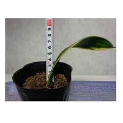 観葉植物　新芽あり　背が高くならいサンスベリアの画像