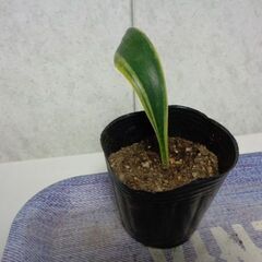 観葉植物　背が高くならない根つきサンスベリア