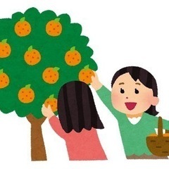 みかん、キンカン 柑橘系の葉っぱ🐛