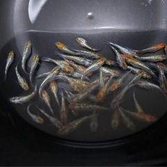ラメ系 メダカの画像
