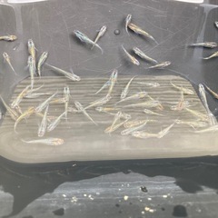 ラメ系 メダカの画像