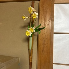 水仙の中古が安い！激安で譲ります・無料であげます｜ジモティー