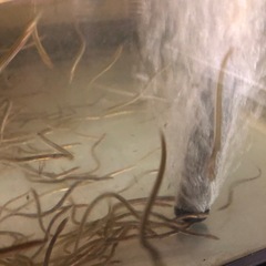 熱帯魚　アクアリウム　メダカ　古代魚　ウナギ　淡水魚