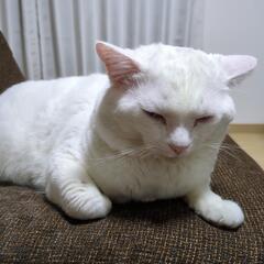 猫通院のお手伝い　(商談中)