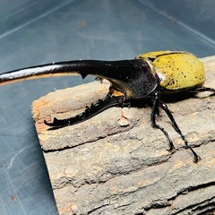 ヘラクレスオオカブト　成虫