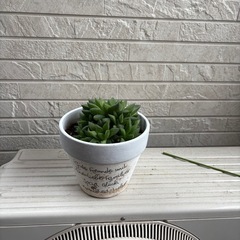 多肉植物の画像