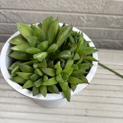 多肉植物