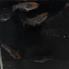 メダカ マタカタイ 4ペア チャチャメダカさんから購入個体 めだかの画像