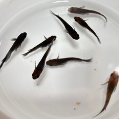 メダカ マタカタイ 4ペア チャチャメダカさんから購入個体 めだかの画像