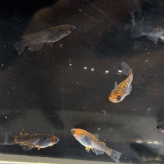 メダカ マタカタイ 4ペア チャチャメダカさんから購入個体 めだかの画像