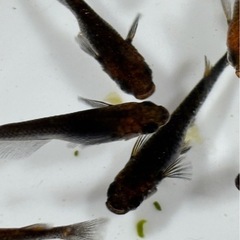 メダカ マタカタイ 4ペア チャチャメダカさんから購入個体 めだかの画像