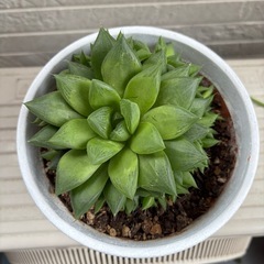 多肉植物2️⃣の画像