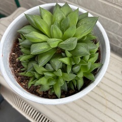 多肉植物2️⃣