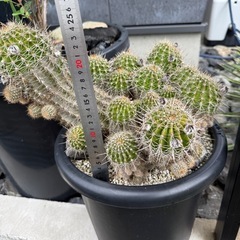 サボテン   ロビオプシス　SP（交配種）　大型の画像