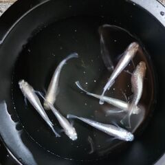 ﾎﾜｲﾄﾘｱﾙﾛﾝｸﾞﾌｨﾝ①🐟