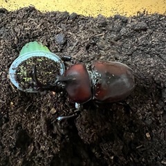 カブトムシ　オスメス　成虫