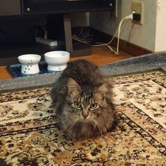 猫の里親を募集しています