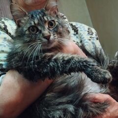 猫の里親を募集しています - 秋田市