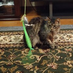 猫の里親を募集しています - 猫