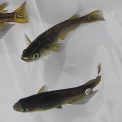 メダカ「松井ヒレ長 ブラック」② の有精卵 増量40個＋α