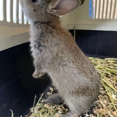 子うさぎ