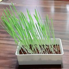 🌱キャティーマン猫草🌱どなたか貰って下さい💦