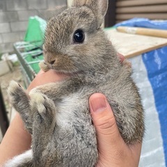 うさぎ − 群馬県