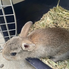 うさぎ - 里親募集