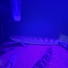 ポリプテルス　ラプラディ
