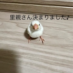 白文鳥