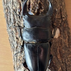 国産オオクワガタ奈良輪川西ちなみ爆発ライン成虫ペア
