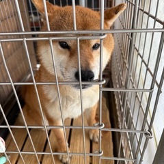 ブリーダー頭数制限により里親を募集致します。