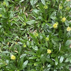 ガザニアの画像